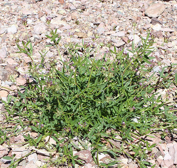  Trifolium wormskioldii